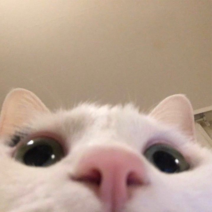 gatinho com fundo claro próximo da camera